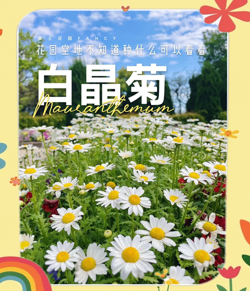 白晶菊有什么作用,白晶菊好养活吗-第2张图片-优品飞百科 白晶菊有什么作用,白晶菊好养活吗-第2张图片-优品飞百科