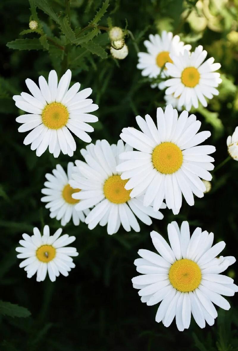 白晶菊有什么作用,白晶菊好养活吗-第3张图片-优品飞百科 白晶菊有什么作用,白晶菊好养活吗-第3张图片-优品飞百科