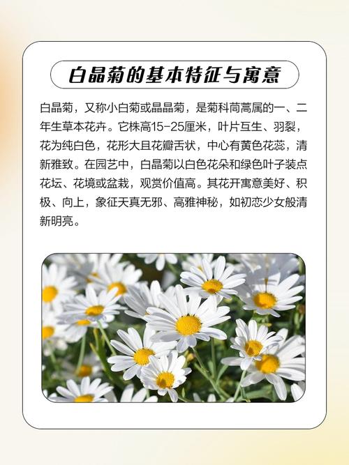 白晶菊有什么作用,白晶菊好养活吗-第4张图片-优品飞百科 白晶菊有什么作用,白晶菊好养活吗-第4张图片-优品飞百科