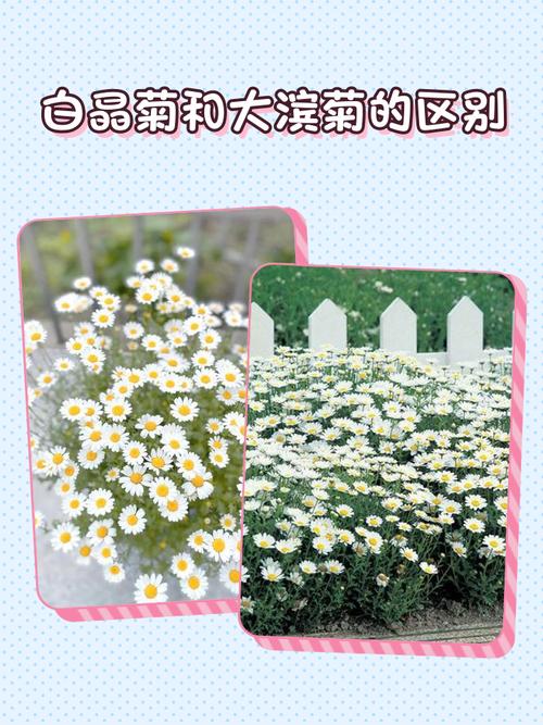 白晶菊有什么作用,白晶菊好养活吗-第5张图片-优品飞百科 白晶菊有什么作用,白晶菊好养活吗-第5张图片-优品飞百科