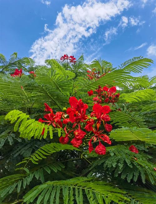 凤凰木的功效与作用，凤凰木有什么作用