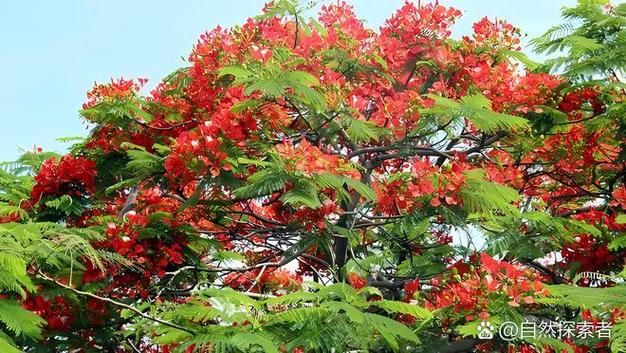 凤凰木的功效与作用，凤凰木有什么作用-第2张图片-优品飞百科