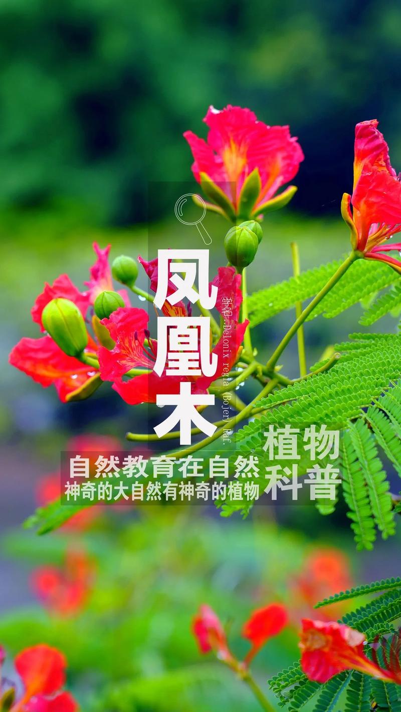 凤凰木的功效与作用，凤凰木有什么作用-第3张图片-优品飞百科