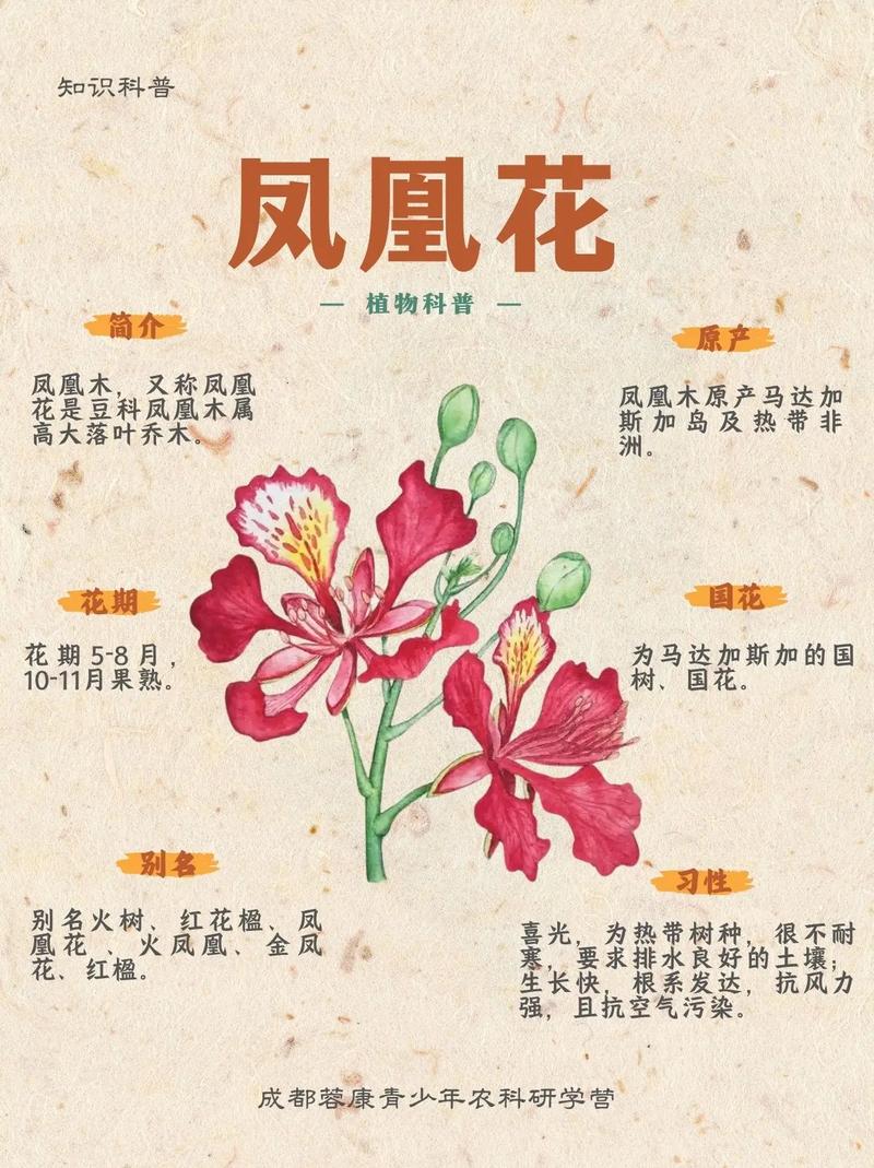 凤凰木的功效与作用，凤凰木有什么作用-第4张图片-优品飞百科