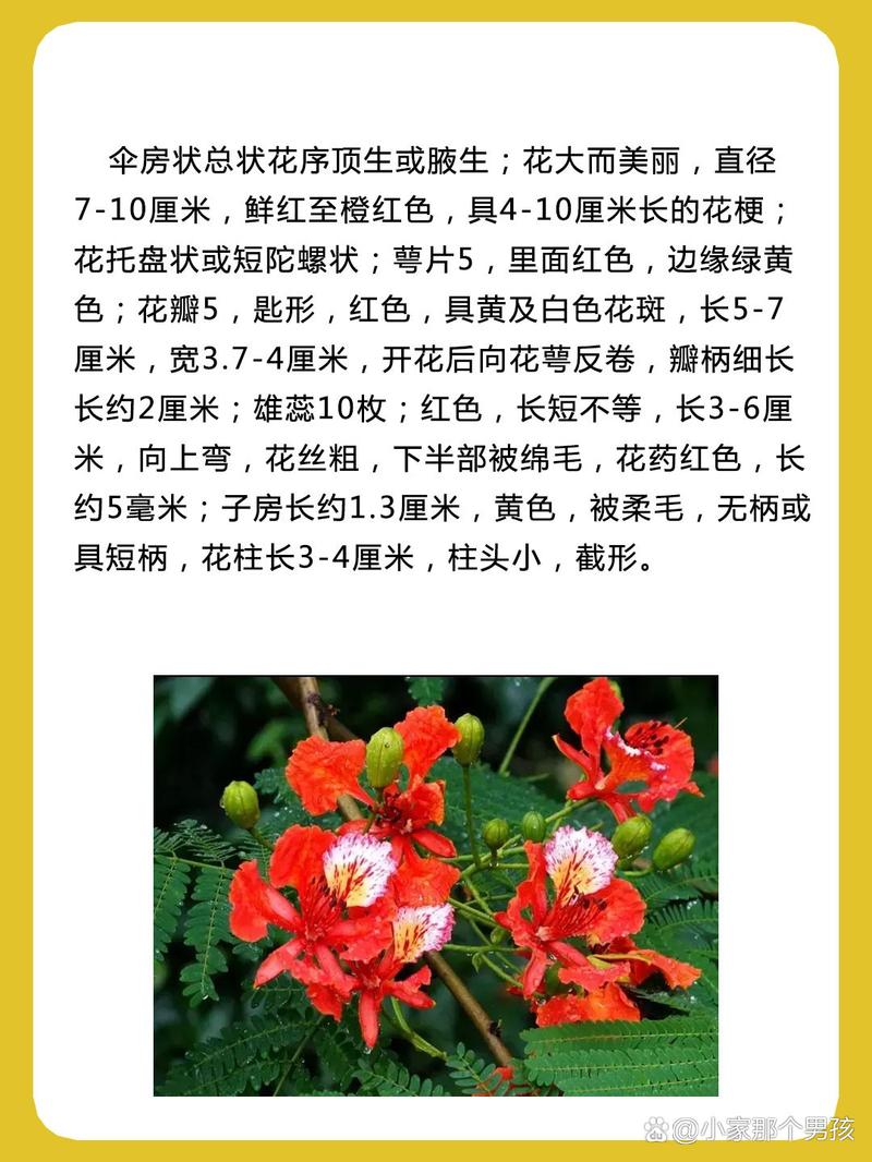 凤凰木的功效与作用，凤凰木有什么作用-第5张图片-优品飞百科