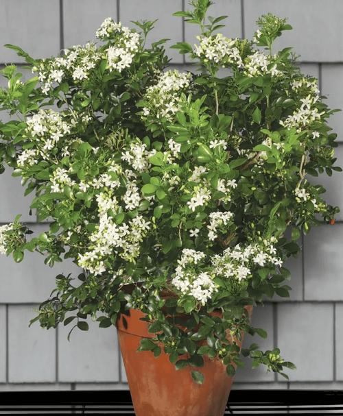 室内盆栽最香的花，室内盆栽最香的花排名？-第1张图片-优品飞百科