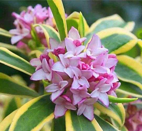 室内盆栽最香的花，室内盆栽最香的花排名？-第2张图片-优品飞百科