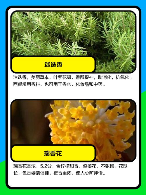 室内盆栽最香的花，室内盆栽最香的花排名？-第5张图片-优品飞百科