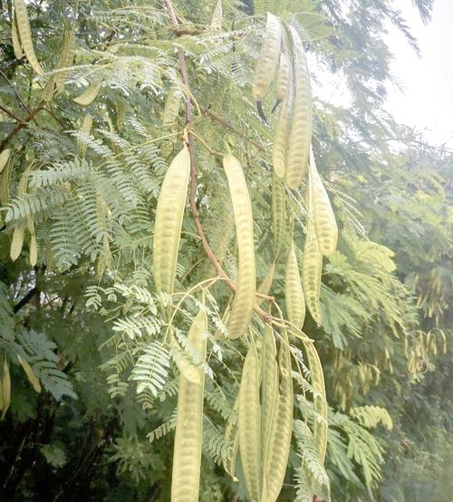 南洋楹与蓝花楹的区别？南洋楹与蓝花楹的区别图片？