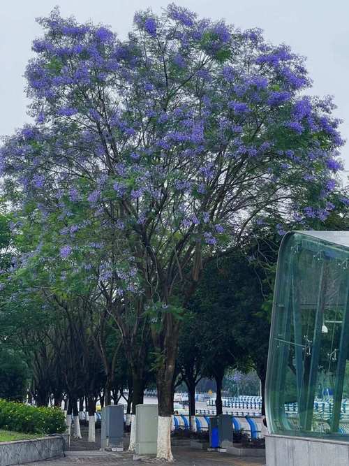 南洋楹与蓝花楹的区别？南洋楹与蓝花楹的区别图片？-第2张图片-优品飞百科