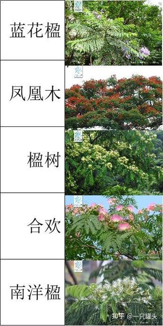 南洋楹与蓝花楹的区别？南洋楹与蓝花楹的区别图片？-第3张图片-优品飞百科