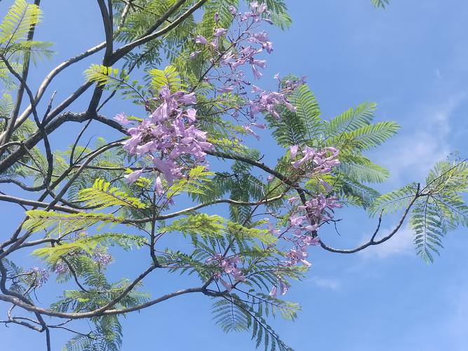 南洋楹与蓝花楹的区别？南洋楹与蓝花楹的区别图片？-第4张图片-优品飞百科