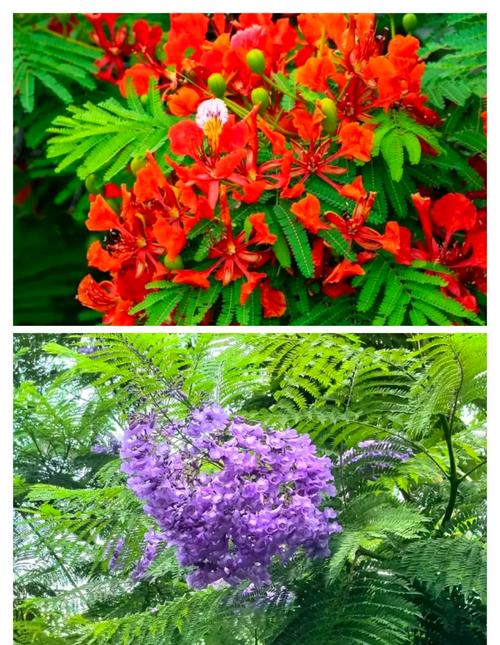 南洋楹与蓝花楹的区别？南洋楹与蓝花楹的区别图片？-第5张图片-优品飞百科