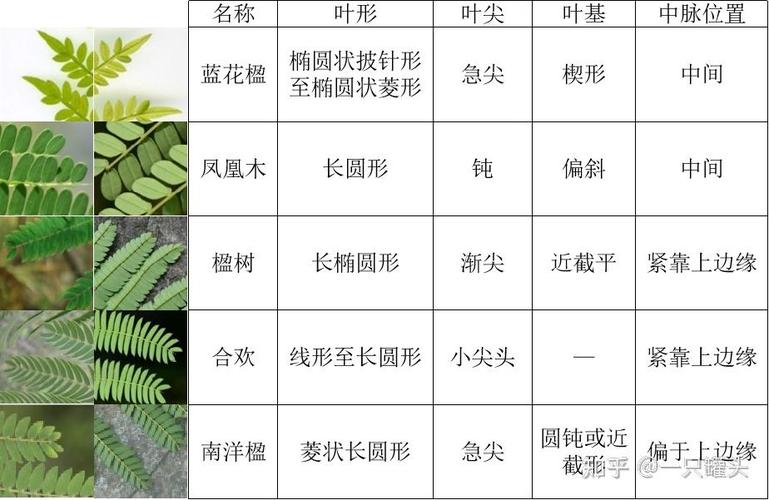 南洋楹与蓝花楹的区别？南洋楹与蓝花楹的区别图片？-第6张图片-优品飞百科