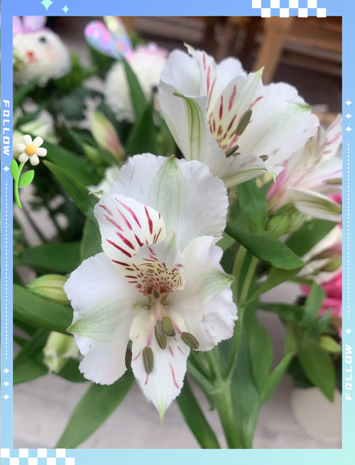 水仙百合的花语，花期多长时间，水仙百合的花期有多长-第1张图片-优品飞百科