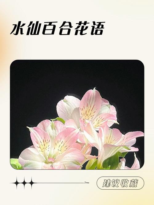 水仙百合的花语，花期多长时间，水仙百合的花期有多长-第5张图片-优品飞百科