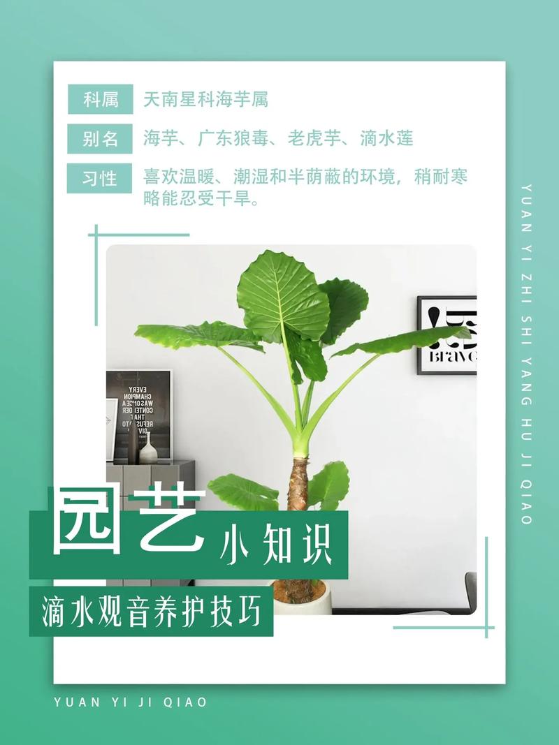 滴水观音养在卧室好吗，有什么注意事项，请问滴水观音这种植物能放在卧室吗？