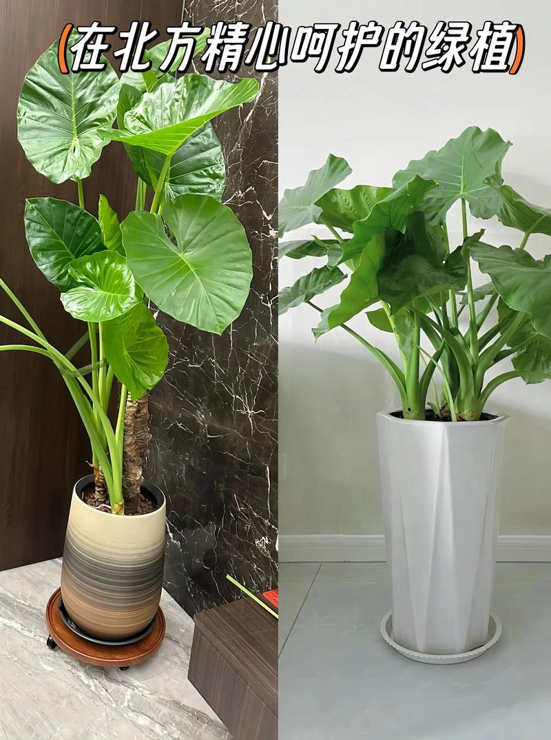 滴水观音养在卧室好吗,有什么注意事项,请问滴水观音这种植物能放在卧室吗?-第2张图片-优品飞百科 滴水观音养在卧室好吗,有什么注意事项,请问滴水观音这种植物能放在卧室吗?-第2张图片-优品飞百科