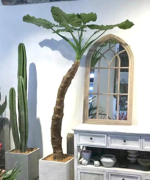 滴水观音养在卧室好吗,有什么注意事项,请问滴水观音这种植物能放在卧室吗?-第3张图片-优品飞百科 滴水观音养在卧室好吗,有什么注意事项,请问滴水观音这种植物能放在卧室吗?-第3张图片-优品飞百科