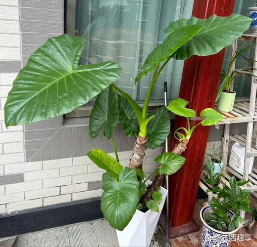 滴水观音养在卧室好吗,有什么注意事项,请问滴水观音这种植物能放在卧室吗?-第4张图片-优品飞百科 滴水观音养在卧室好吗,有什么注意事项,请问滴水观音这种植物能放在卧室吗?-第4张图片-优品飞百科