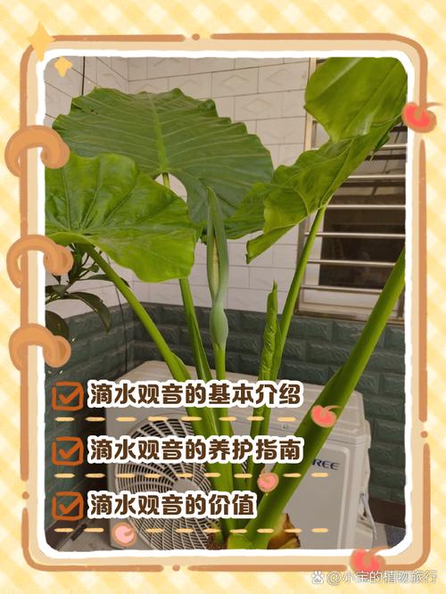 滴水观音养在卧室好吗,有什么注意事项,请问滴水观音这种植物能放在卧室吗?-第5张图片-优品飞百科 滴水观音养在卧室好吗,有什么注意事项,请问滴水观音这种植物能放在卧室吗?-第5张图片-优品飞百科