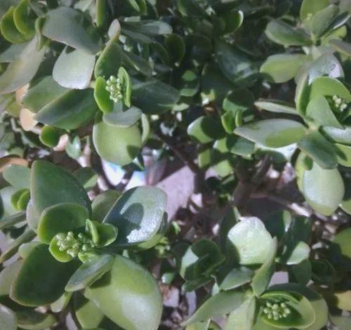 厚脸皮植物有毒吗，能放在卧室吗，厚脸皮植物有什么用处