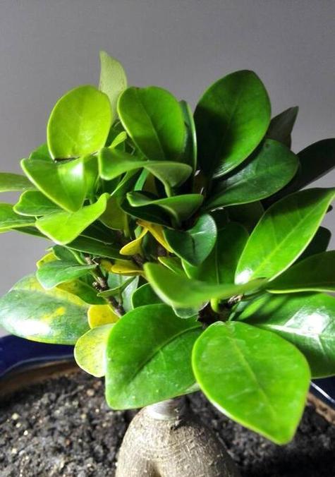 厚脸皮植物有毒吗，能放在卧室吗，厚脸皮植物有什么用处-第2张图片-优品飞百科