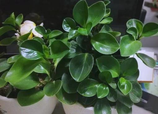 厚脸皮植物有毒吗，能放在卧室吗，厚脸皮植物有什么用处-第4张图片-优品飞百科