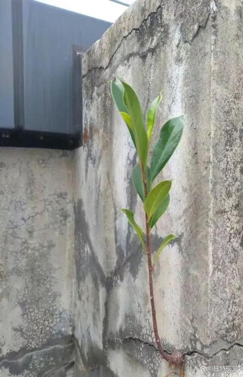 逆境中生长顽强植物？逆境中生存的植物？-第3张图片-优品飞百科