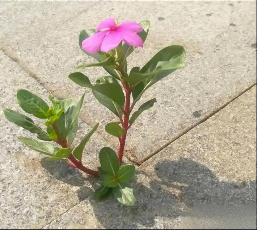 逆境中生长顽强植物？逆境中生存的植物？-第4张图片-优品飞百科