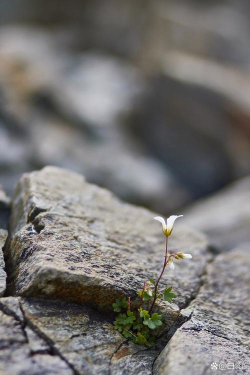 逆境中生长顽强植物？逆境中生存的植物？-第5张图片-优品飞百科