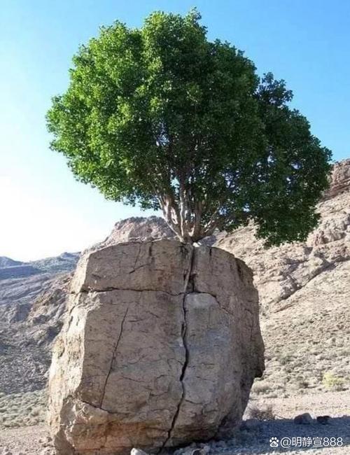 逆境中生长顽强植物？逆境中生存的植物？-第6张图片-优品飞百科