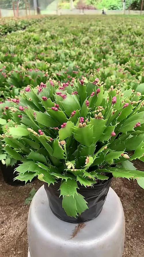 怎么养蟹爪兰，蟹爪兰可以水培吗？蟹爪兰可以水培吗怎样水培？