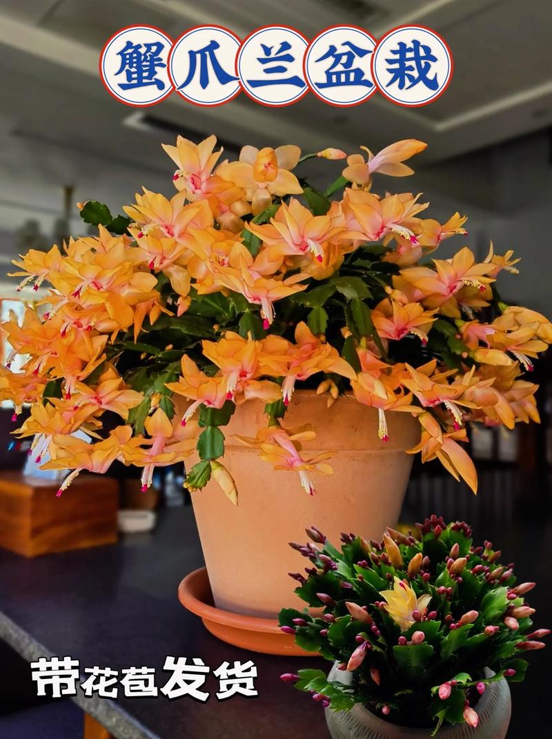 怎么养蟹爪兰，蟹爪兰可以水培吗？蟹爪兰可以水培吗怎样水培？-第2张图片-优品飞百科