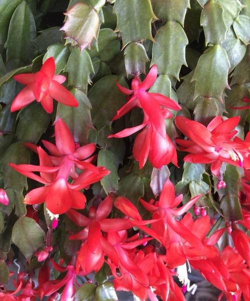 怎么养蟹爪兰，蟹爪兰可以水培吗？蟹爪兰可以水培吗怎样水培？-第4张图片-优品飞百科