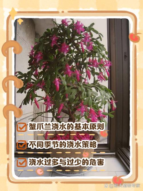 怎么养蟹爪兰，蟹爪兰可以水培吗？蟹爪兰可以水培吗怎样水培？-第5张图片-优品飞百科