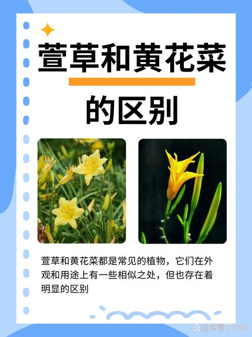 萱草和百合花的区别，百合与萱草的区别？-第1张图片-优品飞百科