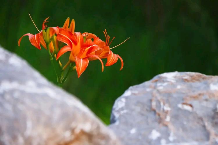 萱草和百合花的区别，百合与萱草的区别？-第2张图片-优品飞百科