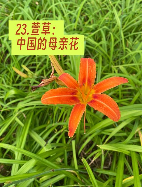 萱草和百合花的区别，百合与萱草的区别？-第3张图片-优品飞百科