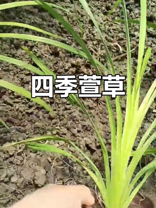 萱草和百合花的区别，百合与萱草的区别？-第4张图片-优品飞百科