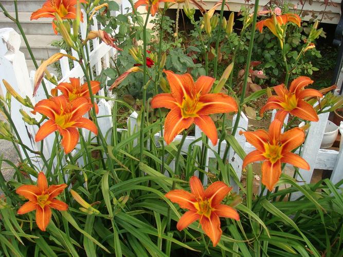 萱草和百合花的区别，百合与萱草的区别？-第5张图片-优品飞百科