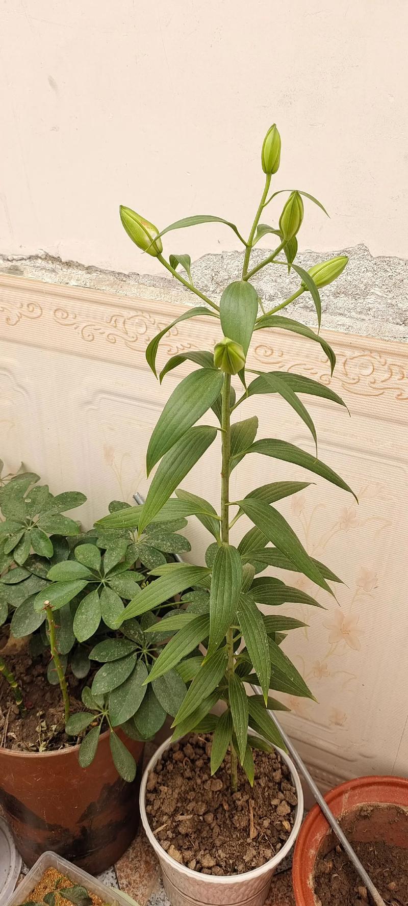 萱草和百合花的区别，百合与萱草的区别？-第7张图片-优品飞百科