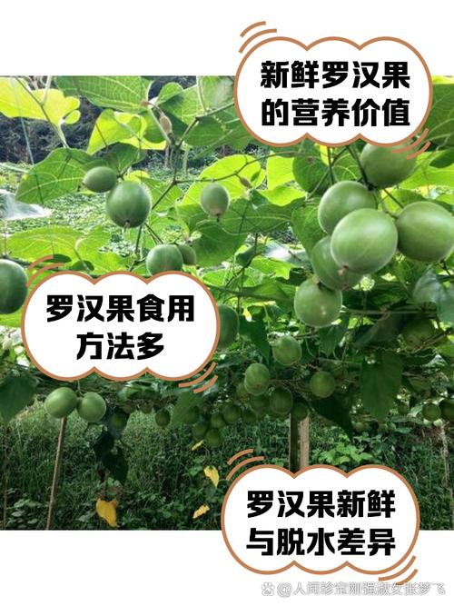 罗汉果多少钱一个，怎么挑选，罗汉果比较好的多少钱一斤？-第1张图片-优品飞百科