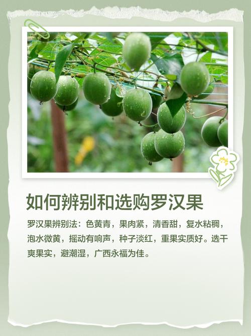 罗汉果多少钱一个，怎么挑选，罗汉果比较好的多少钱一斤？-第2张图片-优品飞百科