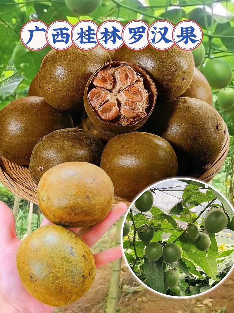 罗汉果多少钱一个，怎么挑选，罗汉果比较好的多少钱一斤？-第4张图片-优品飞百科