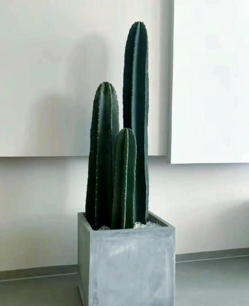 量天尺有毒吗，能不能家养，量天尺好养吗?