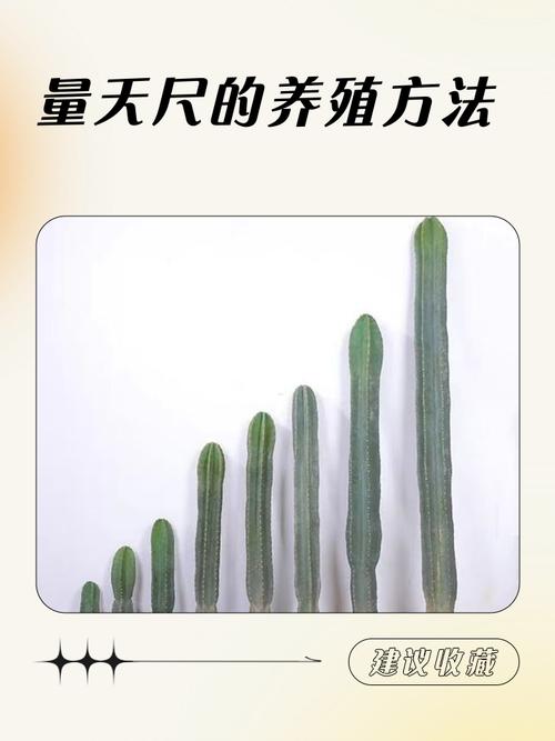 量天尺有毒吗，能不能家养，量天尺好养吗?-第3张图片-优品飞百科