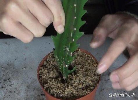 量天尺有毒吗，能不能家养，量天尺好养吗?-第5张图片-优品飞百科