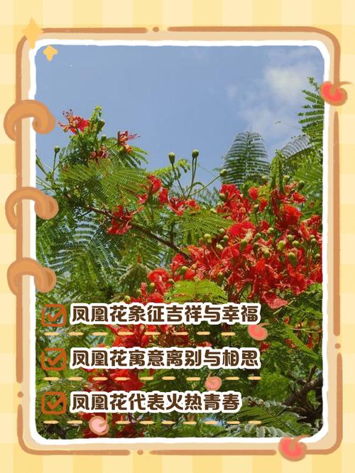 凤凰木的传说？凤凰木的故事？