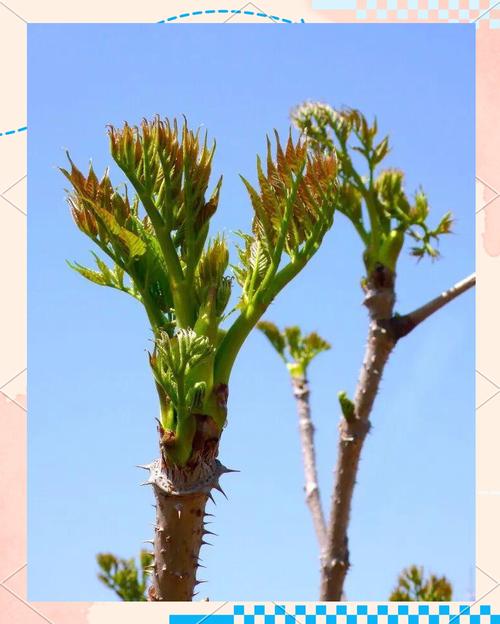 凤凰木的传说？凤凰木的故事？-第2张图片-优品飞百科